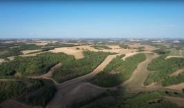 Roebuck hunting in France