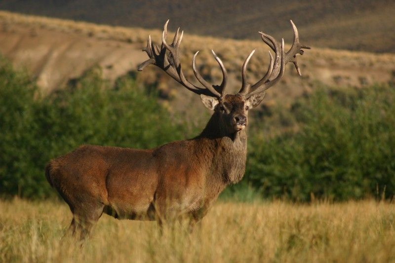 Hunting ground in Patagonia Hunting in Argentina