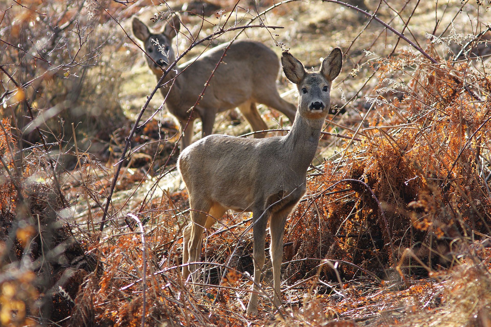 doe-hunting-in-zlotoryja-hunting-in-poland