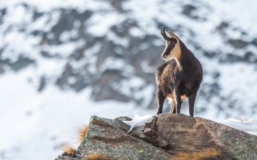 Wild Alpine Chamois  African animals, Animals wild, Animals