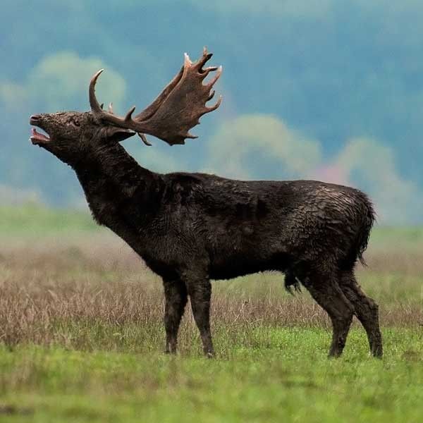 fallow dear hunt in romania ı hunting fallow dear