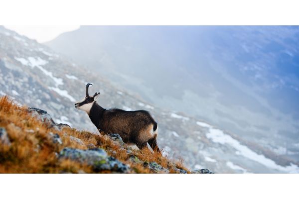 Chamois hunting in the Carpathians