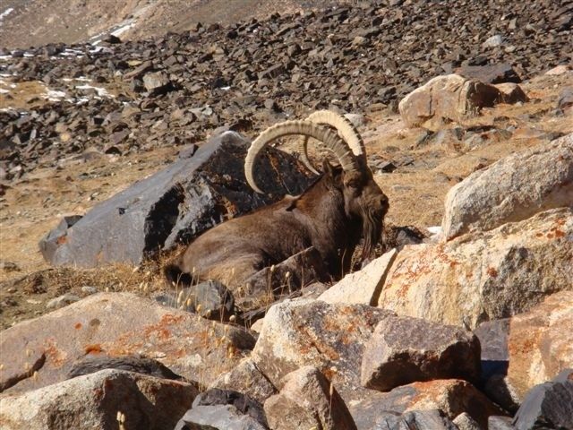 Hunting for Ibex in Kyrgyzstan | Hunting in Kyrgyzstan