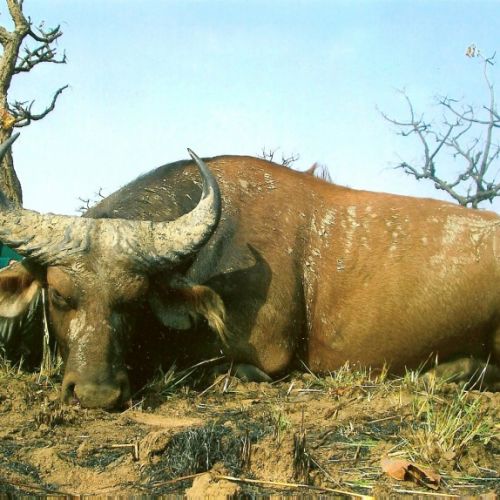 diana hunting tours