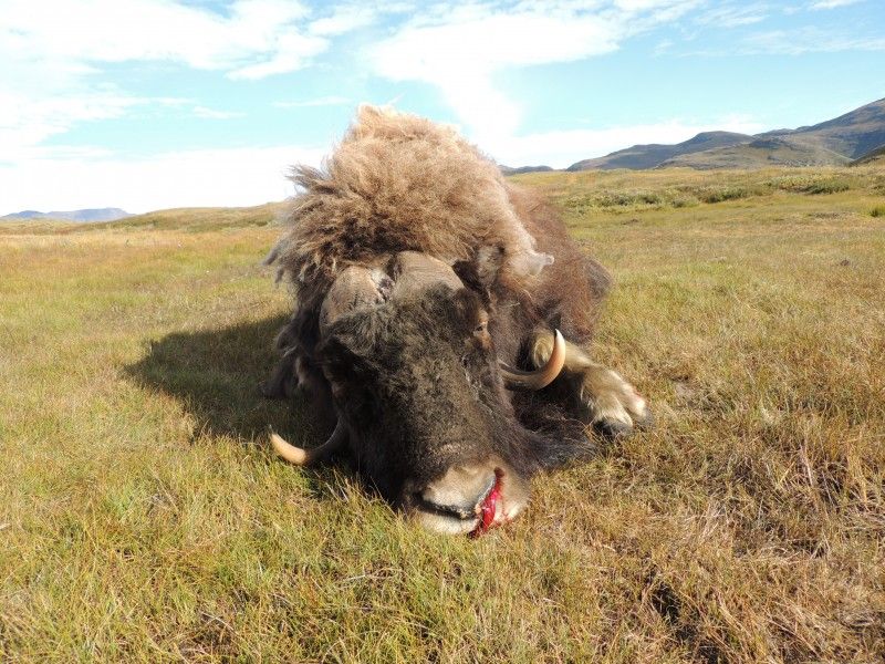 Hunting in Greenland Combination hunting in Greenland