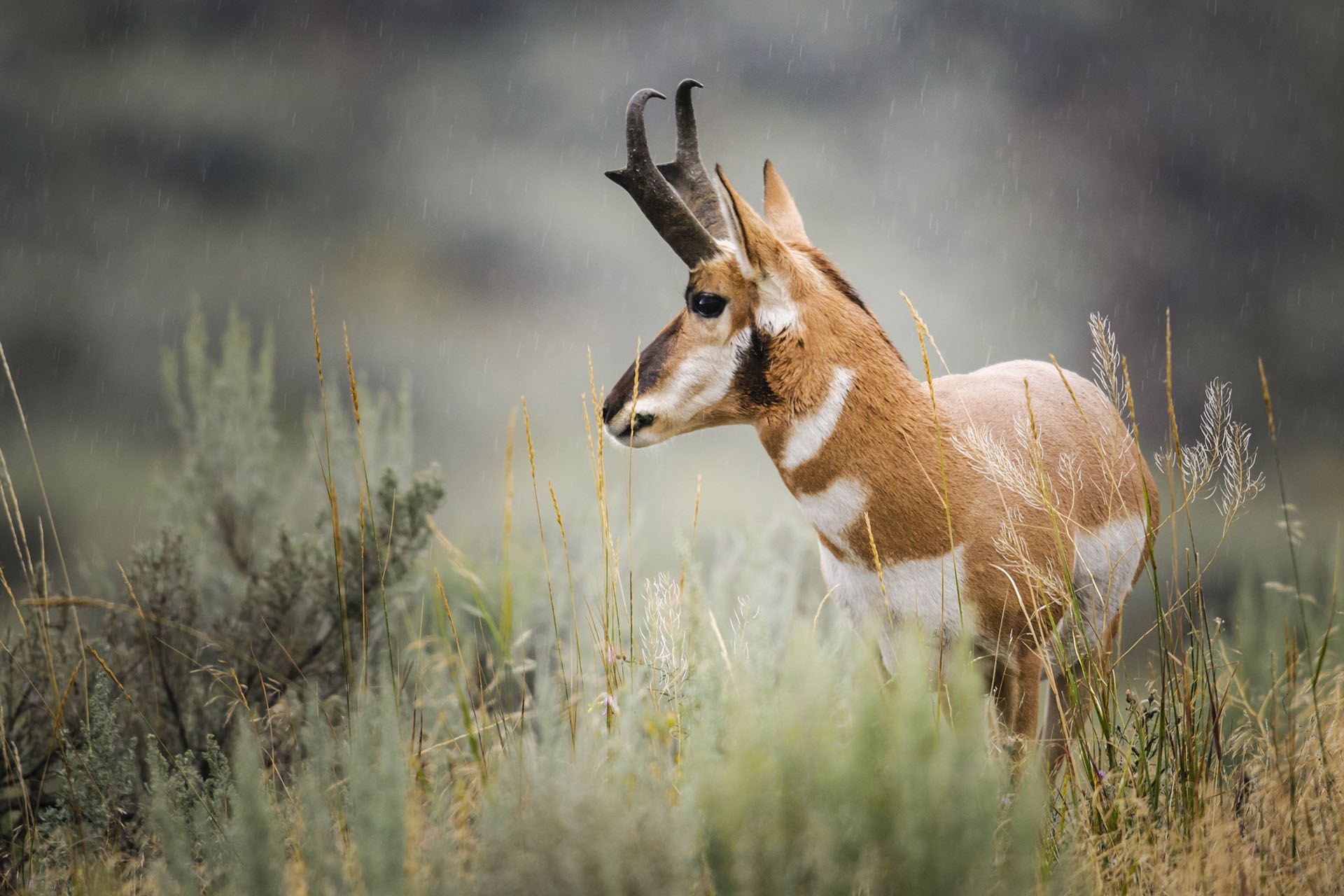 Pronghorn in New Mexico Hunting in the US