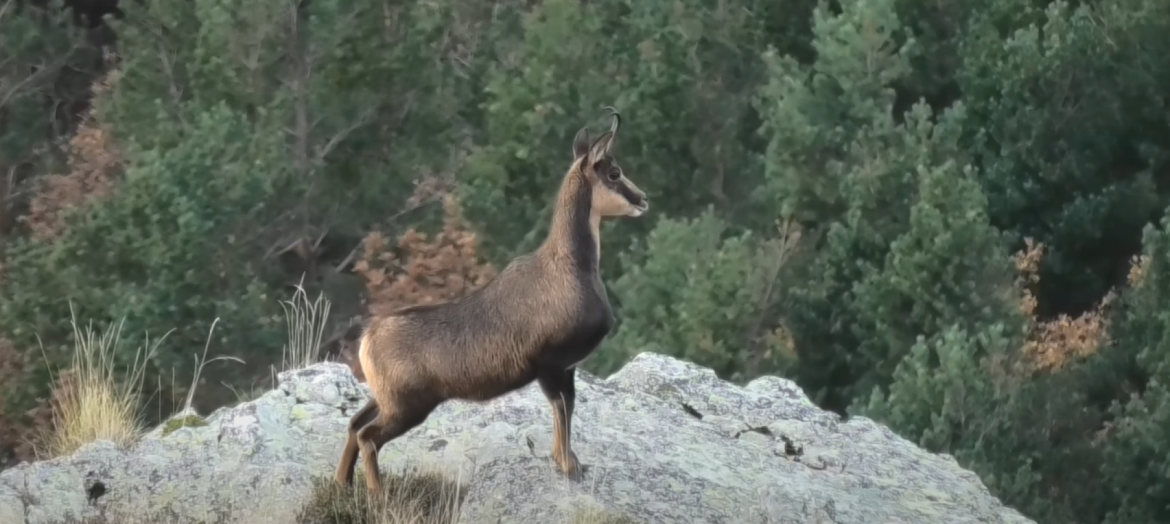 Chamois hunting in France