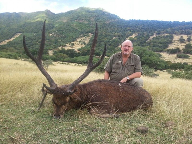 Rusa deer on Mauritius Hunting on Mauritius