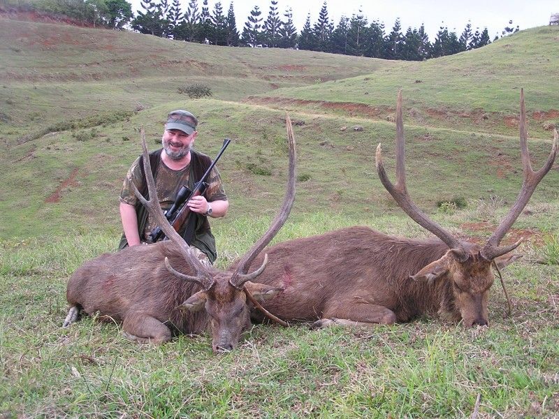 Rusa deer on Mauritius Hunting on Mauritius
