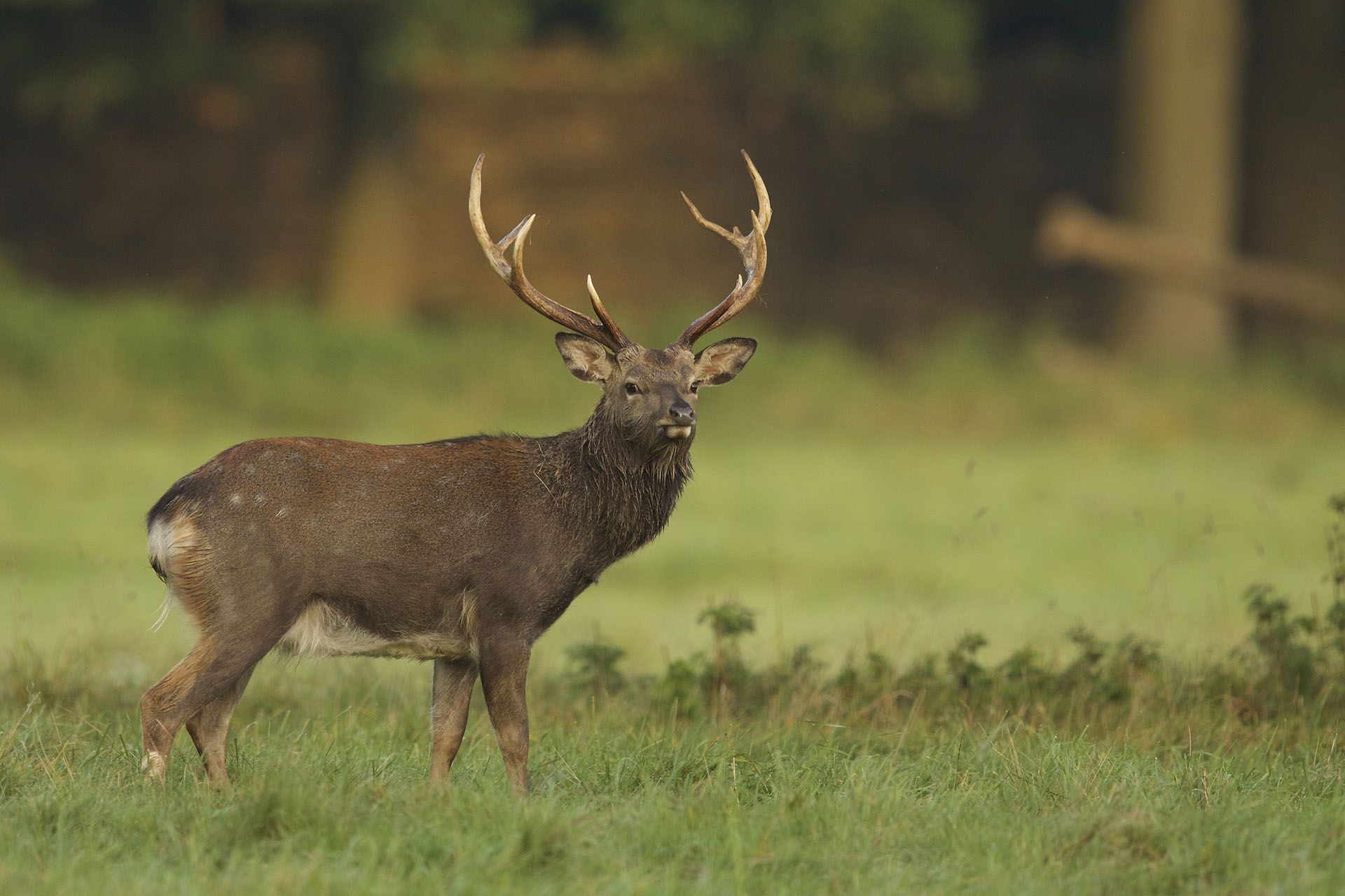Sika hunting in Ireland ı Hunting trip to Kerry