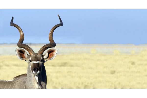 Trophy Package with Frontier Safaris Trophy Package with Frontier Safaris