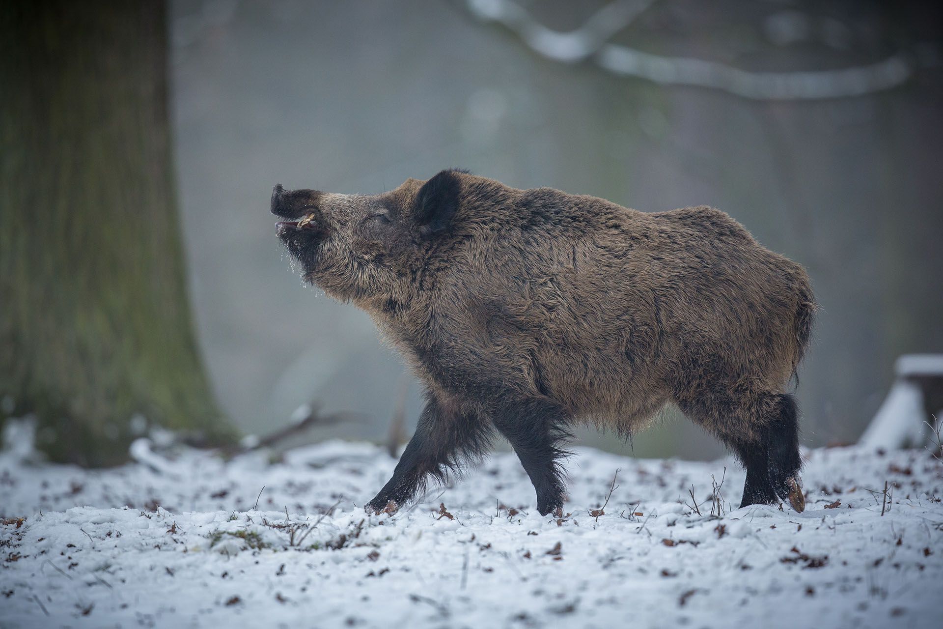thehunter call of the wild boar location thehunter call of the wild boar location