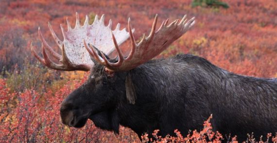 Exceptional hunting in Canada | Hunting in Canada Exceptional hunting in Canada | Hunting in Canada