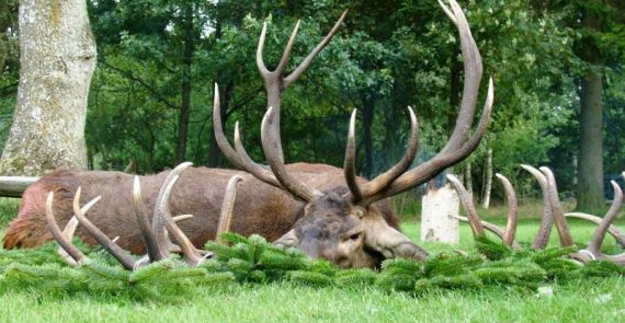 Take down a beautiful free-range deer in Denmark