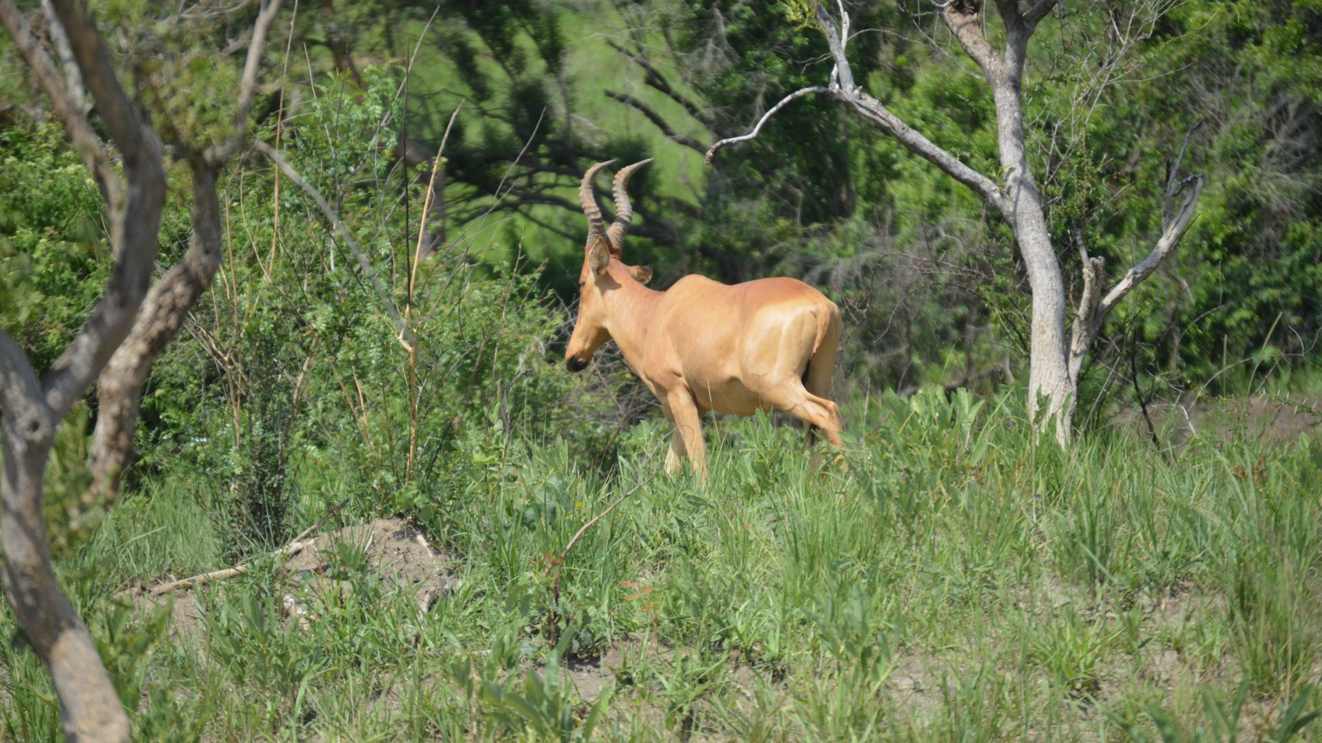 Aswa wildlife park