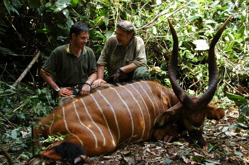 Hunting in 600,000 ha of rainforest Cameroon