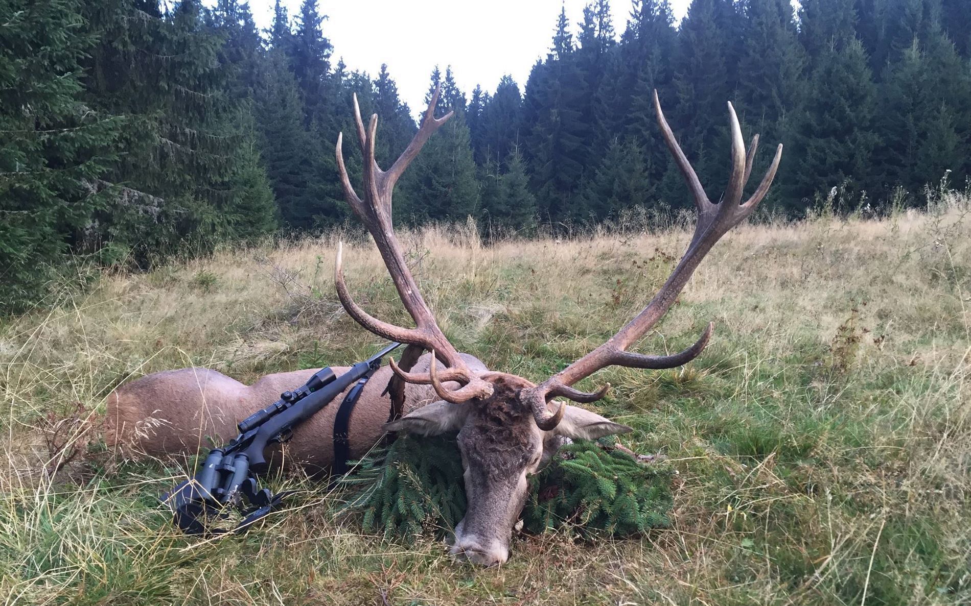 deer | Hunting red deer in Romania