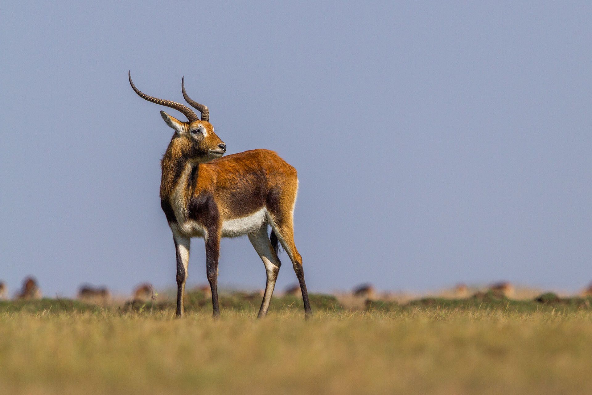 Red Lechwe/Black Lechwe/Kafue Lechwe/Moor Antilope.