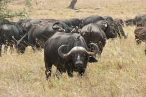 safari hunters uganda