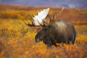 Alaska Guided Hunting Trips with Guides Joe & Joey Klutsch