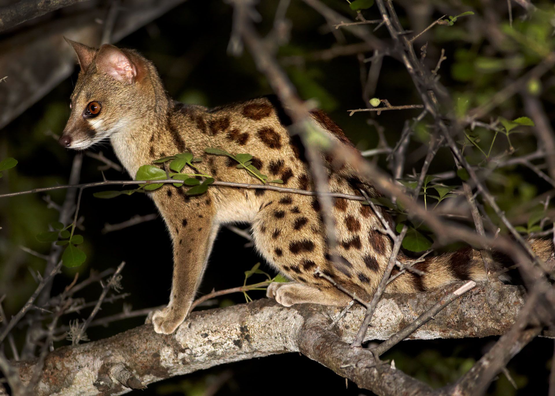 genet cat