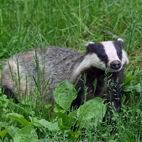 Hunting badger Get all the information you need