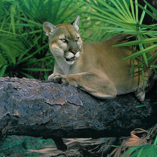 south america puma