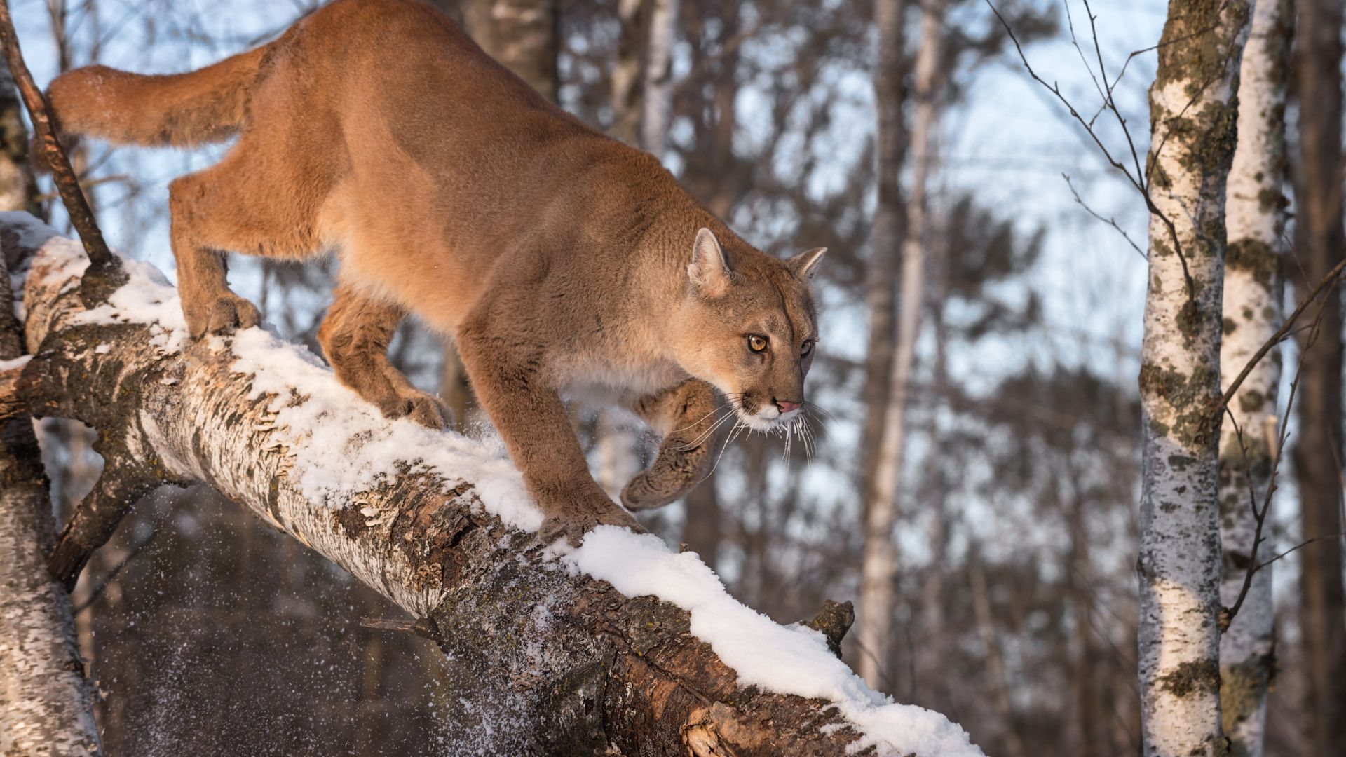 The North American puma cougar Read about it here