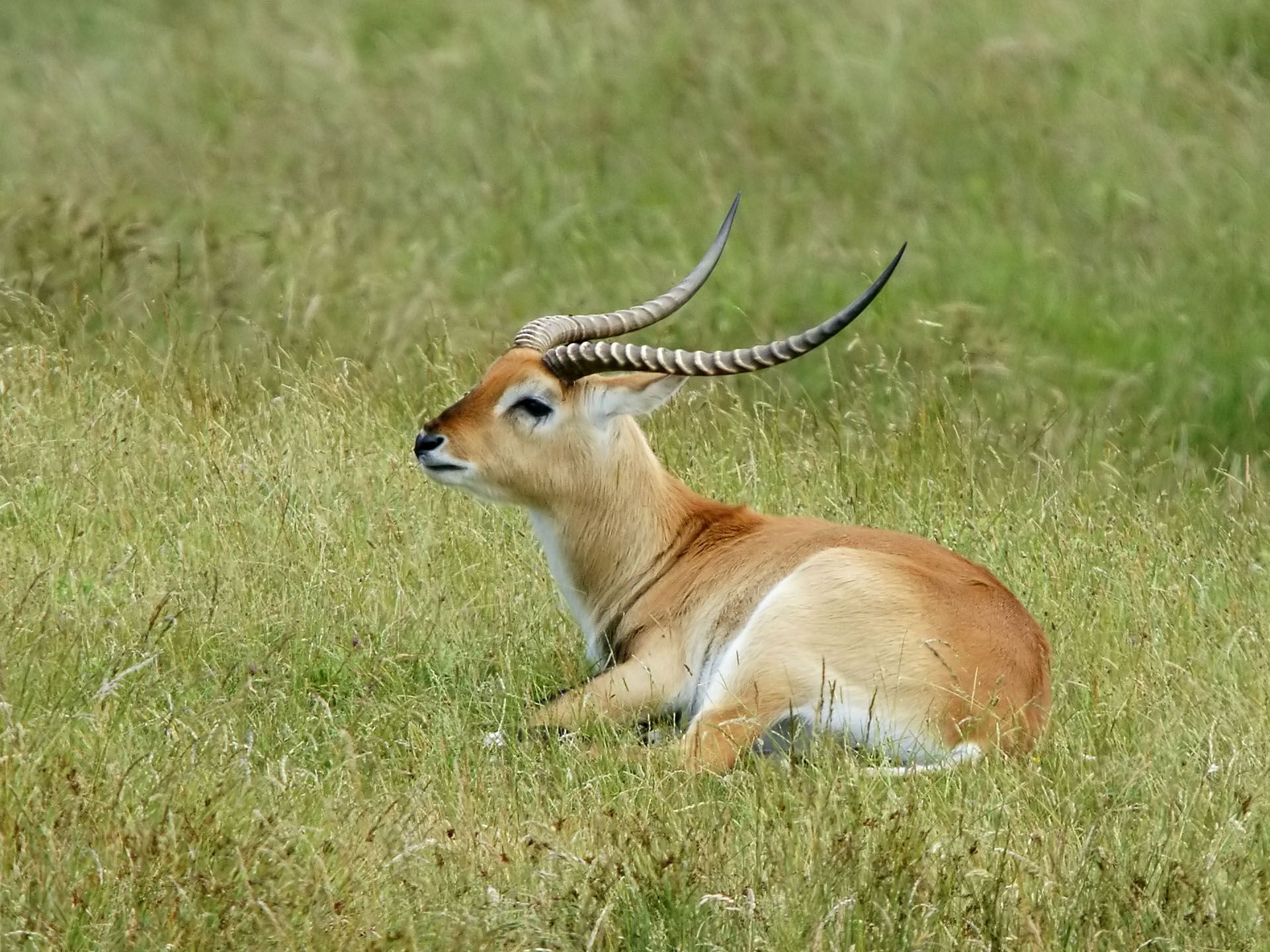 Red Lechwe/Black Lechwe/Kafue Lechwe/Moor Antilope.