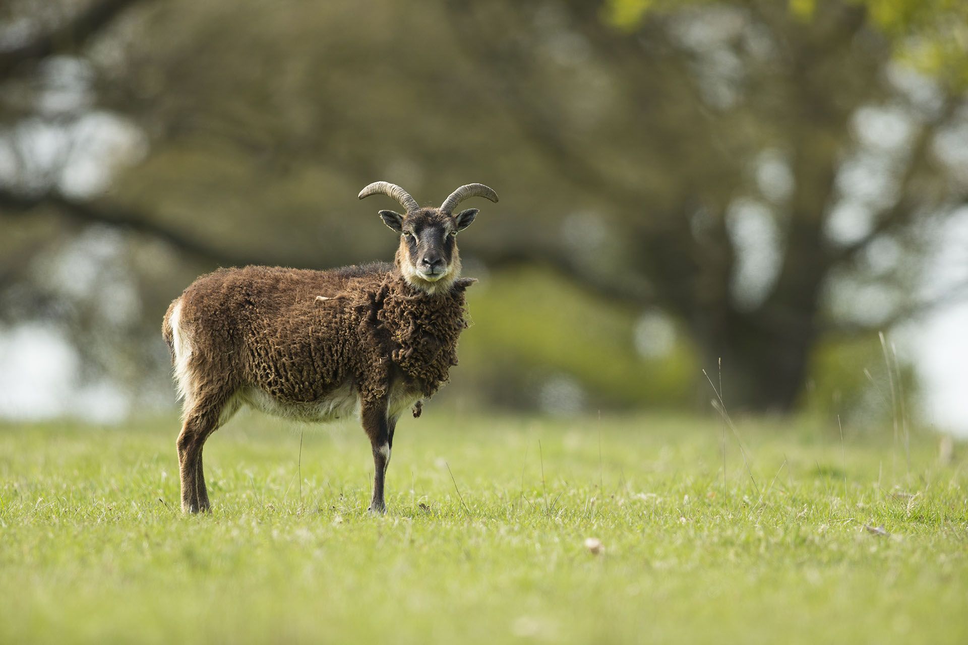 You Can Read About Hunting For The Soay Sheep Here You Can Read About Hunting For The Soay Sheep Here