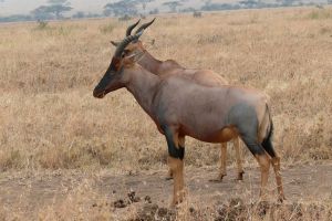 safari hunters uganda