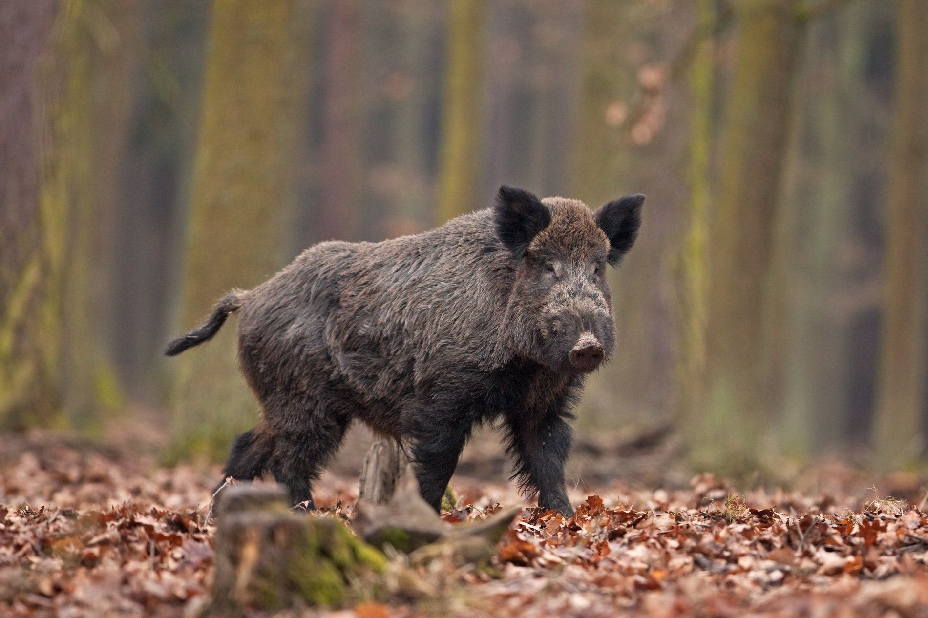 Central European Boar Minecraft Mob Skin